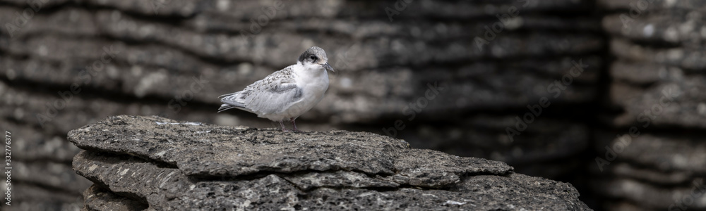 Active juvenile tern of the white-fronted tern colony at Pancake rocks, New Zealand. Active juvenile tern of the white-fronted tern colony at Pancake rocks, New Zealand.