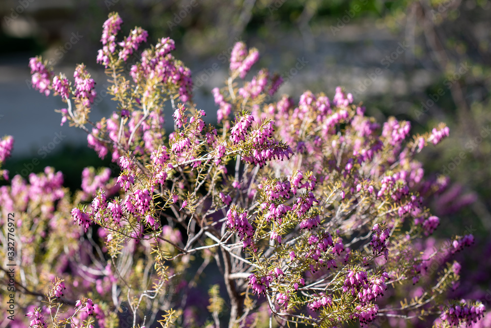 Fototapeta premium A closeup on a Erica × darleyensis blooming bush