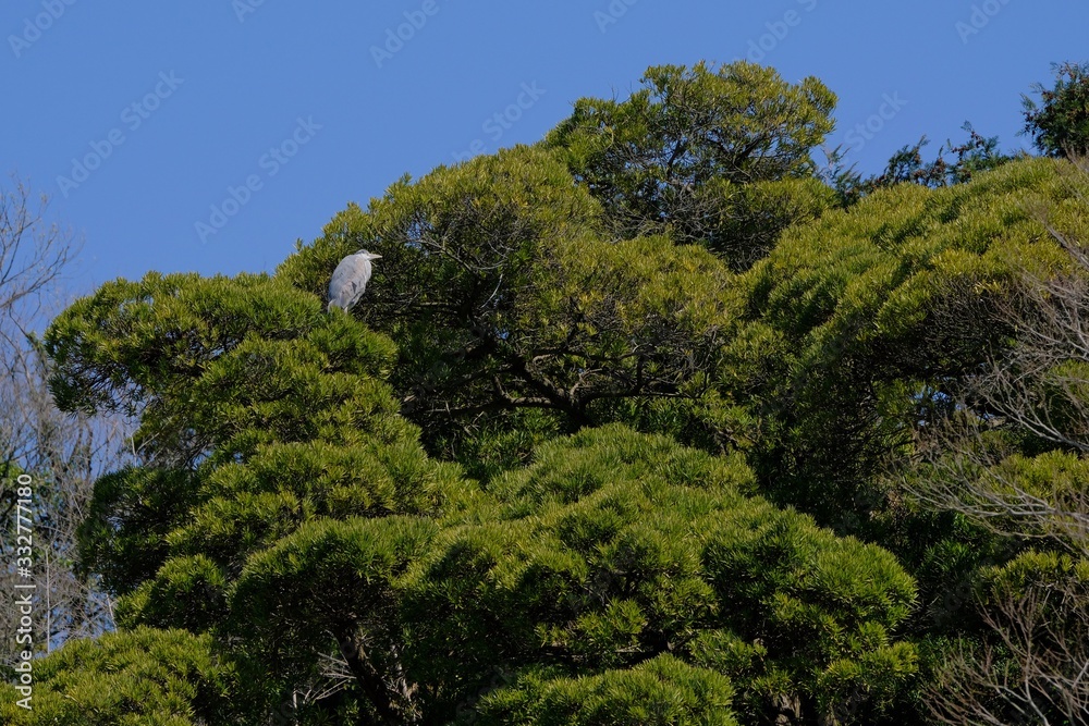 gray heron on tree