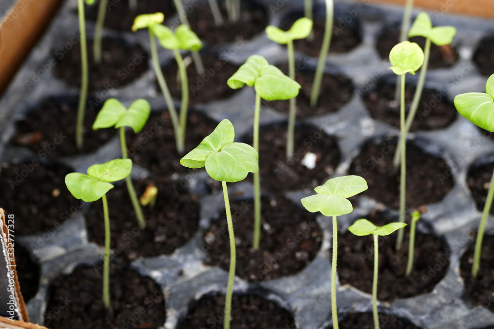 growing seedlings for the garden in spring,small seedlings for the garden, germinating seedlings, growing seedlings for the garden in spring,small seedlings for the garden, germinating seedlings,