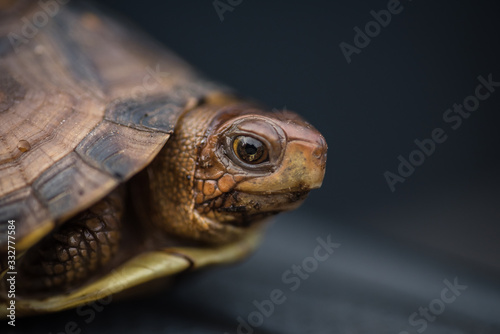 A detailed picture of a baby box turtle's face