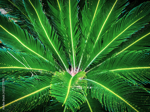 Close up green tropical palm leaves