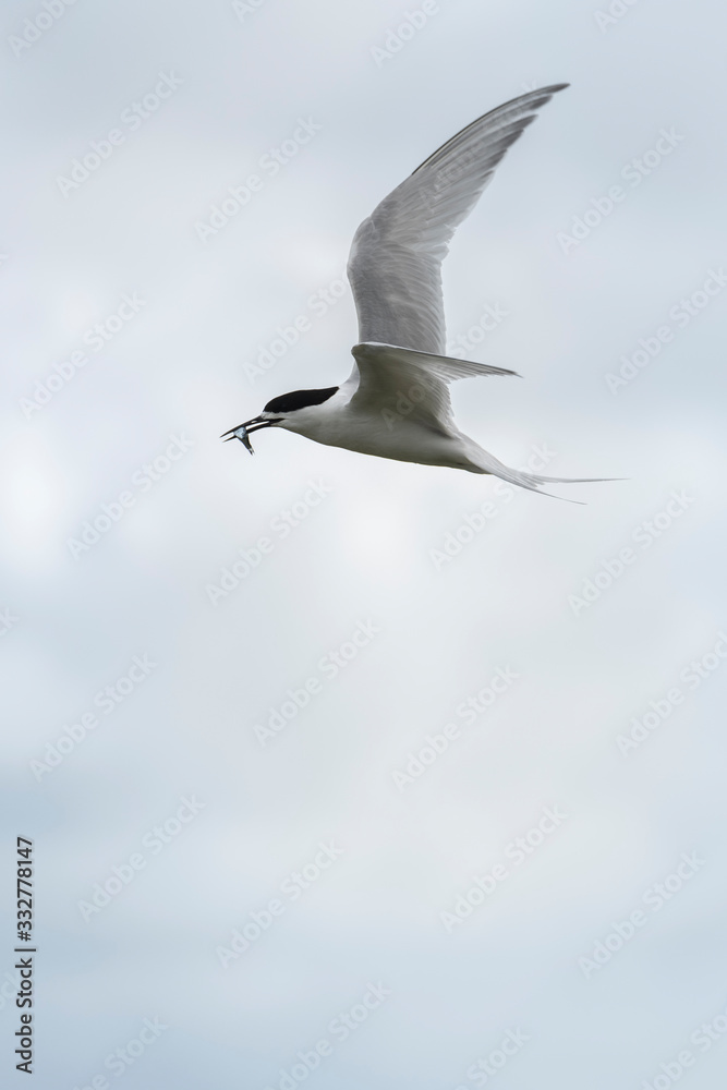 Flying tern of the white-fronted tern colony at Pancake rocks, with a fresh fished fish, New Zealand. Flying tern of the white-fronted tern colony at Pancake rocks, with a fresh fished fish, New Zealand.