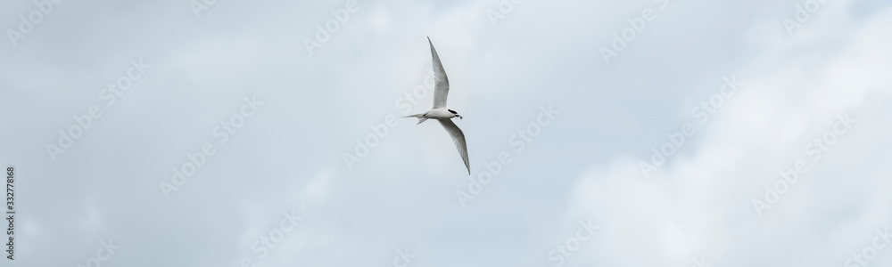 Flying tern of the white-fronted tern colony at Pancake rocks, with a fresh fished fish, New Zealand. Flying tern of the white-fronted tern colony at Pancake rocks, with a fresh fished fish, New Zealand.