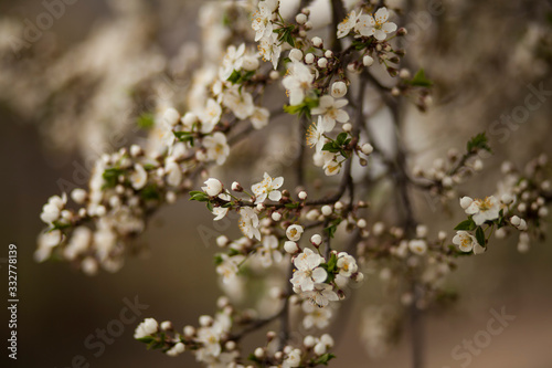 blossomed cherry tree.romantic spring background © Jane