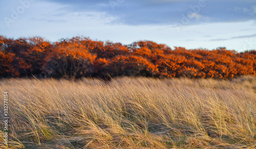 Orange fruit on the sea buckthorn bushes in nature -  Scottish cast during the winter.