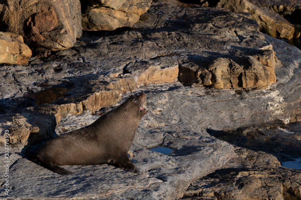 New Zealand fur seal yawning during a sunny sunrise at Shag Point, New Zealand New Zealand fur seal yawning during a sunny sunrise at Shag Point, New Zealand