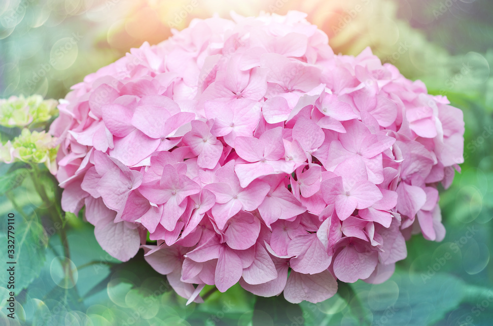 A lush inflorescence of large- flowered pink hydrangea. Close- up, selective focus
