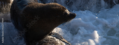 New Zealand fur seal splashed with sea water during a sunny sunrise at Shag Point, New Zealand. photo