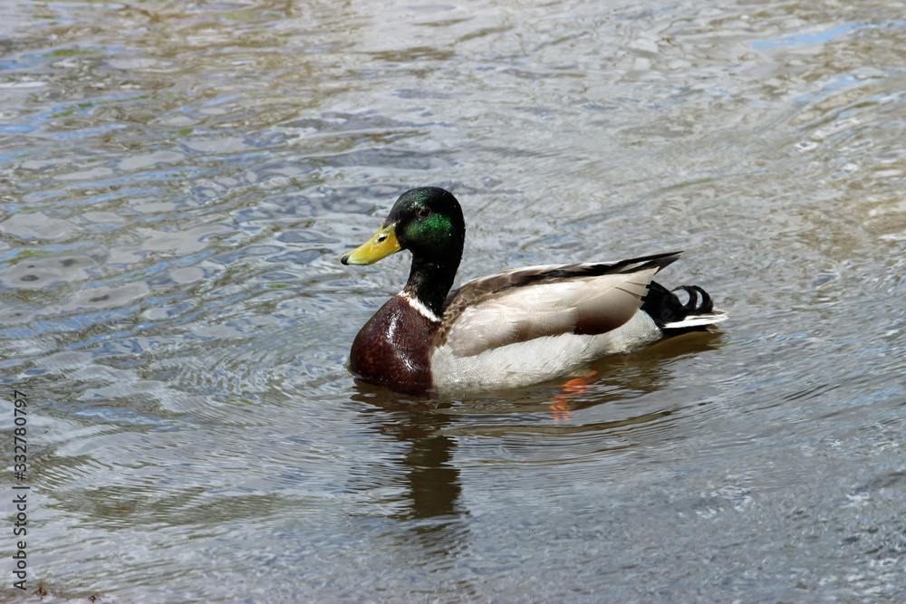 Drake Mallard Duck Drake Mallard Duck