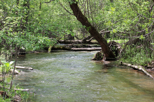 Fototapeta Naklejka Na Ścianę i Meble -  Springtime in the Forest 2