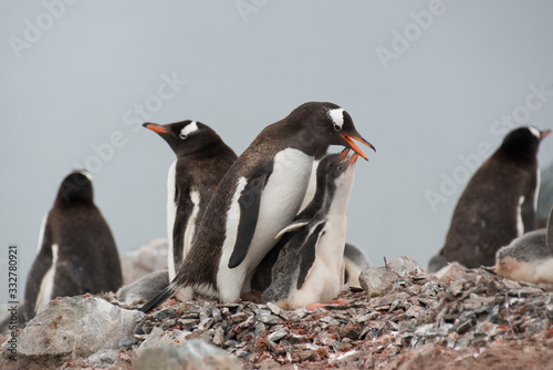 Gentoo Penguins on the nest in Antarctic