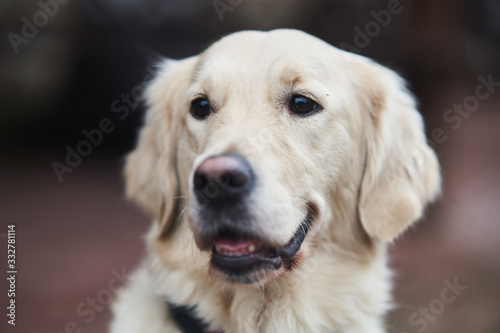 Golden Labrador Retriever with a collar sitting on the street. Close-up © Dima Anikin