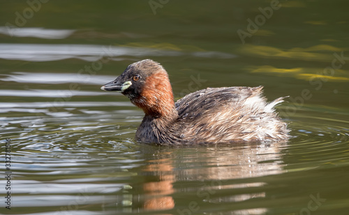 Little Grebe Swimming