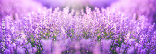 Panoramic purple lavender flowers blooming. Concept of beauty, aroma and aromatherapy