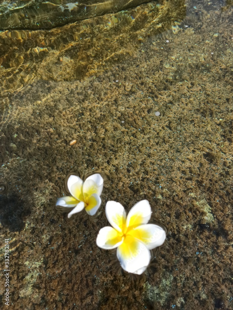 Flower and stone texture in the water Flower and stone texture in the water
