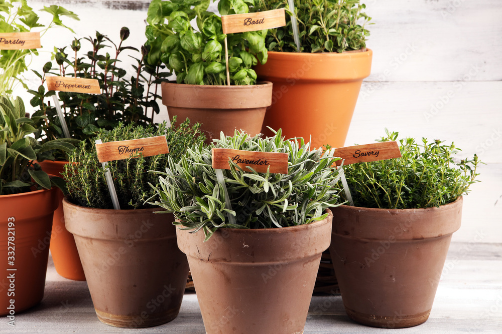 Homegrown and aromatic herbs in old clay pots. Set of culinary herbs. Green growing sage, oregano, thyme, savory, mint and oregano with lavender with labels