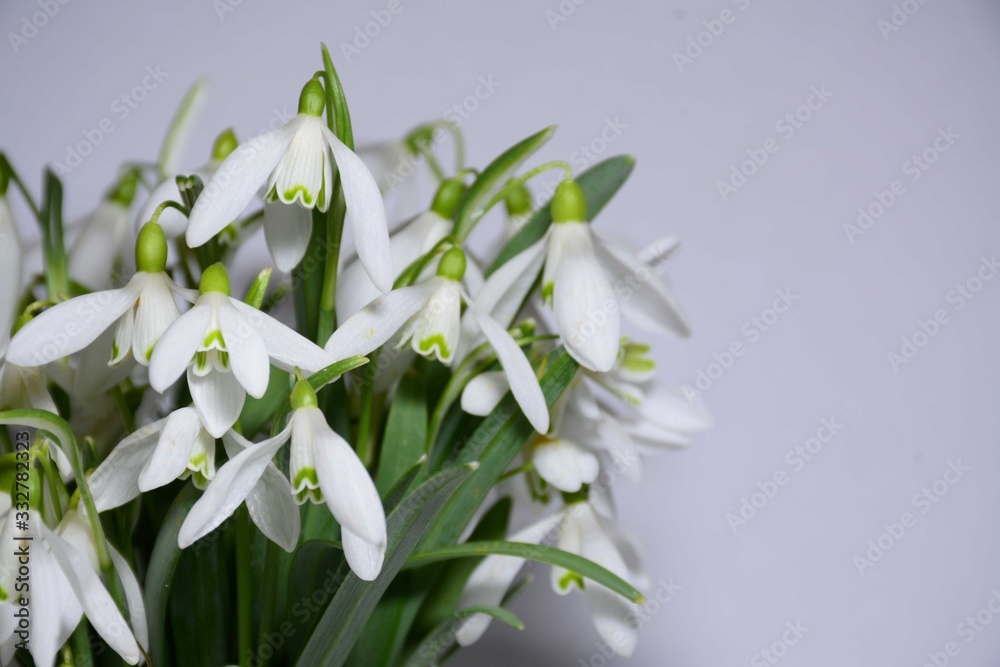  A bouquet of spring snowdrops in the right corner of the leaf on a light background. There is a place for text