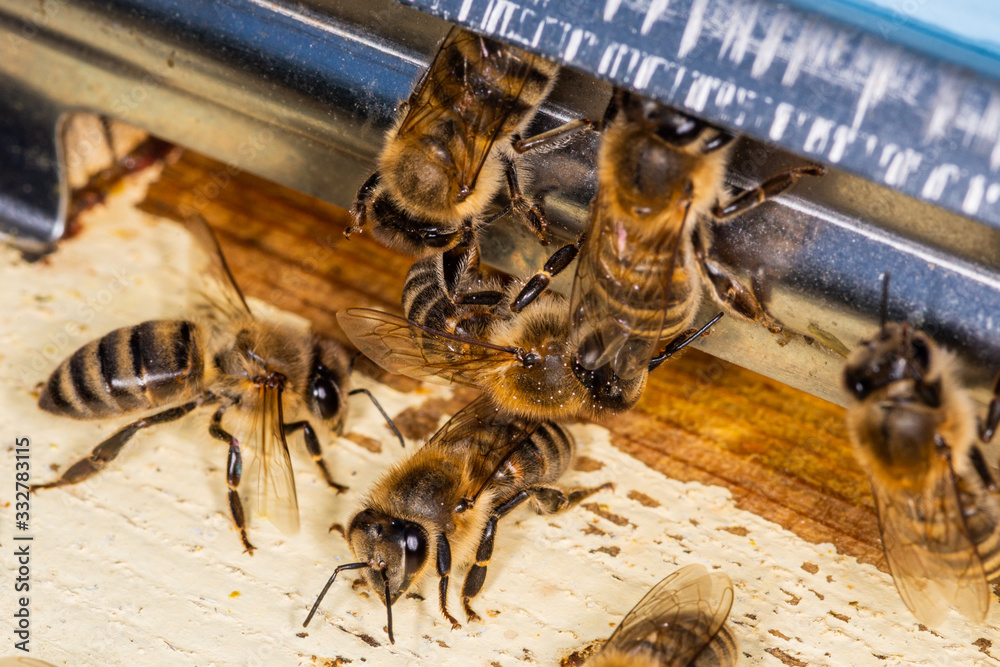 A bunch of bees at the entrance to the hive A bunch of bees at the entrance to the hive