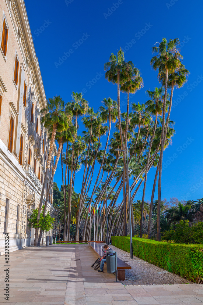 Giant palm trees of Washingtonia robusta, the Mexican fan palm or Mexican washingtonia near Malaga Museum. Is a palm tree native to western Sonora, and Baja California Sur in northwestern Mexico.