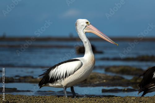 Pelican on the beach, Australia © Gary