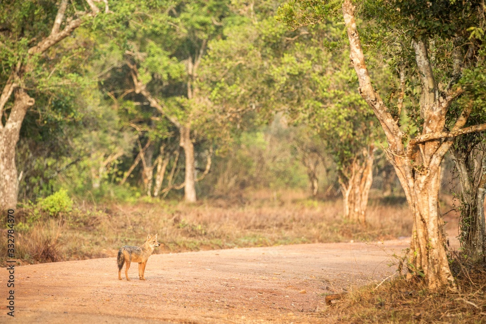 Golden Jackal, Canis aureus on the road, Sri Lanka, Asia. Beautiful wildlife scene from nature habitat, carnivorous mammal, hunting predator, exotic adventure, safari in Wilpatu National Park Golden Jackal, Canis aureus on the road, Sri Lanka, Asia. Beautiful wildlife scene from nature habitat, carnivorous mammal, hunting predator, exotic adventure, safari in Wilpatu National Park