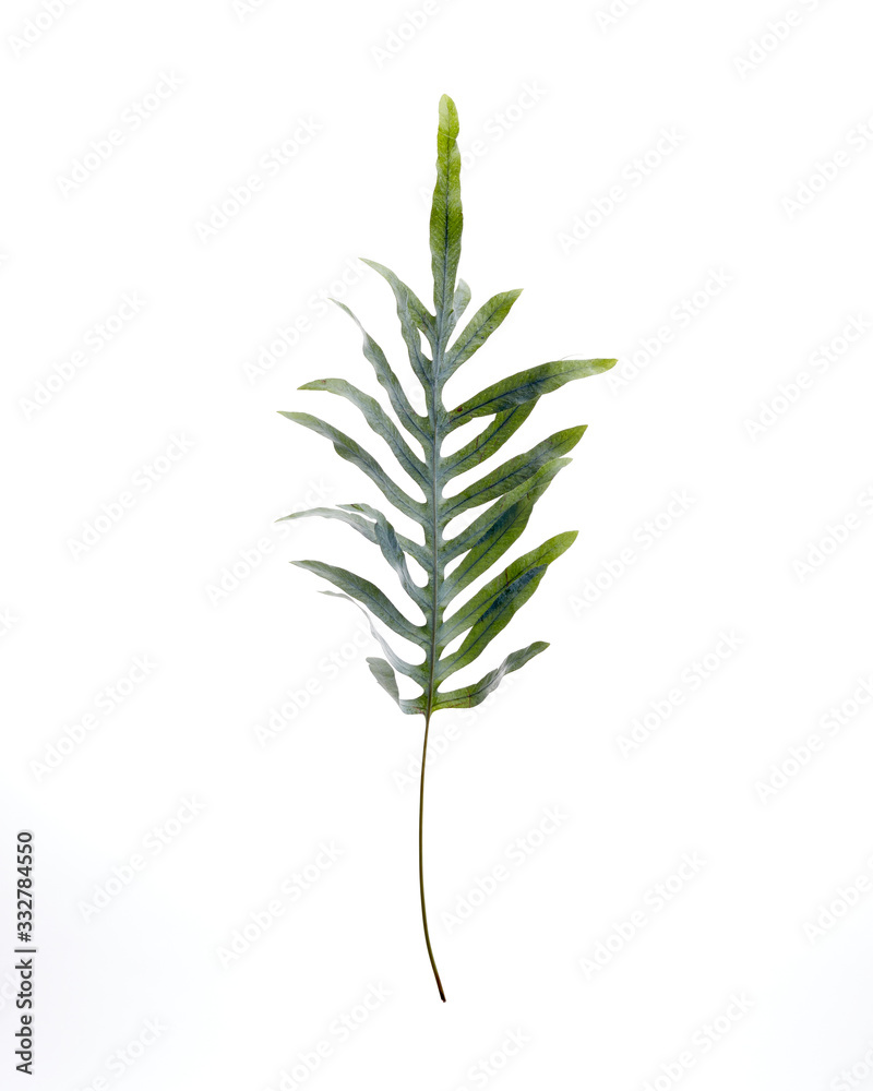 Fern floating on white background Fern floating on white background