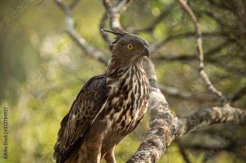 Changeable hawk-eagle or crested hawk-eagle (Nisaetus cirrhatus), bird of prey of the Indian rain forest, India and Sri Lanka, close up raptor portrait,bird perching on tree in Wilpattu National Park
