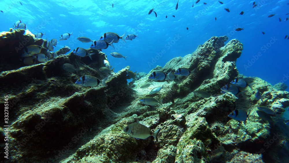 Naklejka premium The life of underwater fish. Beauty landscape