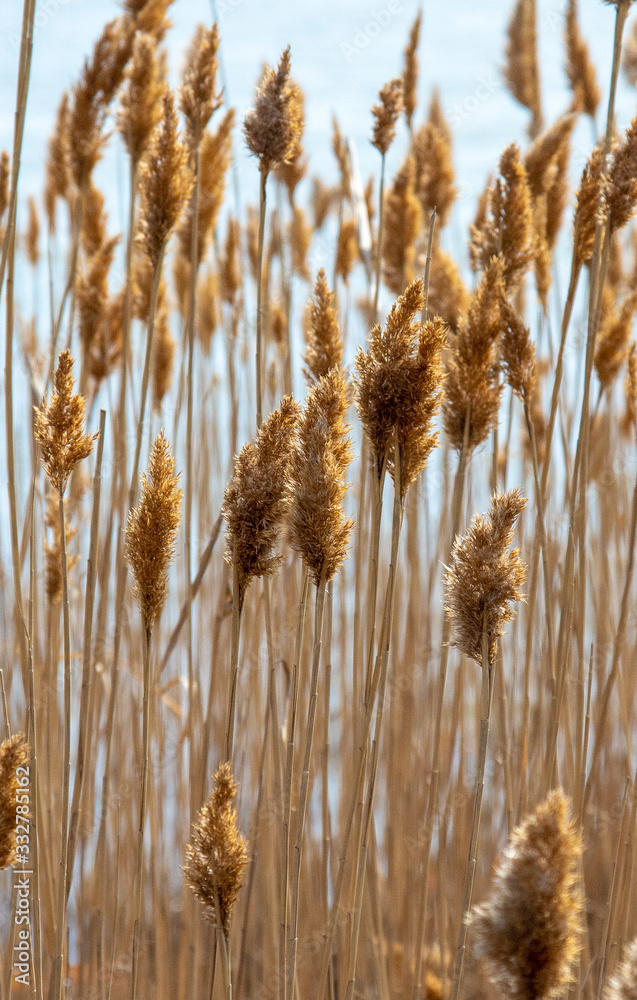 Fototapeta premium Reed, Common reed, Dry reed. 
