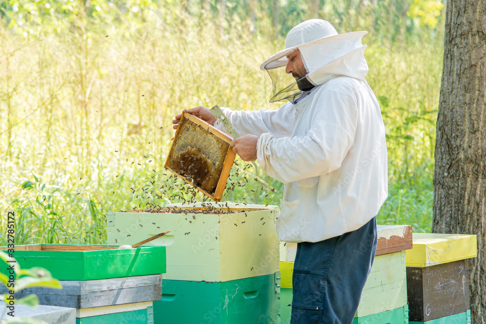 Beekeeper at Work. The beekeeper saves the bees. Beekeeper at Work. The beekeeper saves the bees.