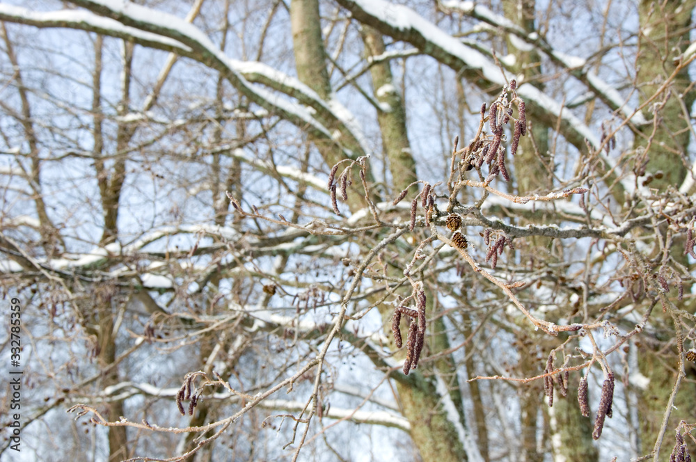 Obraz premium branches of a tree