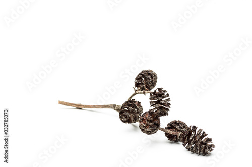 pine cone and pine cones