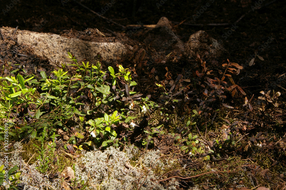 After forest fire After forest fire