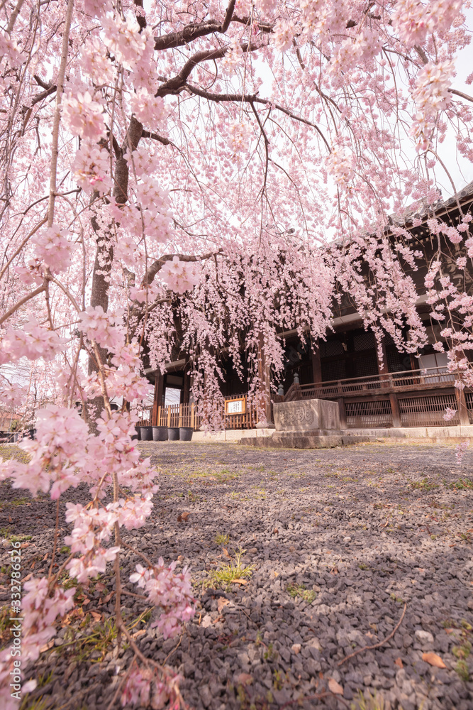 Naklejka premium 京都府 立本寺 桜