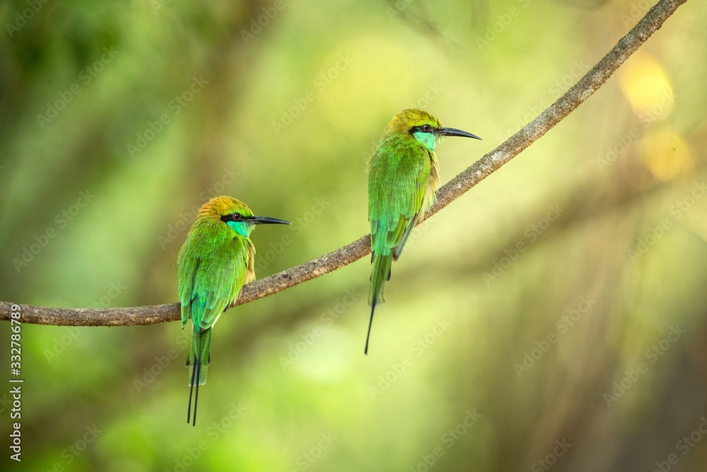 Two blue-tailed bee-eater (Merops philippinus) perching on branch, colorful bird on clear background, Yala National Park,Sri Lanka,tropical rainforest, bird in natural environment,bird couple Two blue-tailed bee-eater (Merops philippinus) perching on branch, colorful bird on clear background, Yala National Park,Sri Lanka,tropical rainforest, bird in natural environment,bird couple