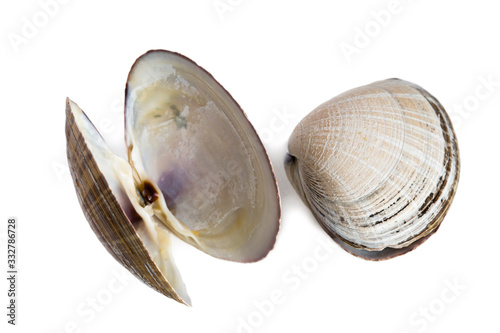 Shell bivalve mollusk of Spisula sachalinensis photo