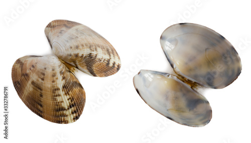 Small shell of bivalve mollusk Anadara inaequivalvis photo