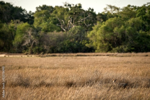 Golden Jackal, Canis aureus in the grass, Sri Lanka, Asia. Beautiful wildlife scene from nature habitat, carnivorous mammal, hunting predator, exotic adventure, safari