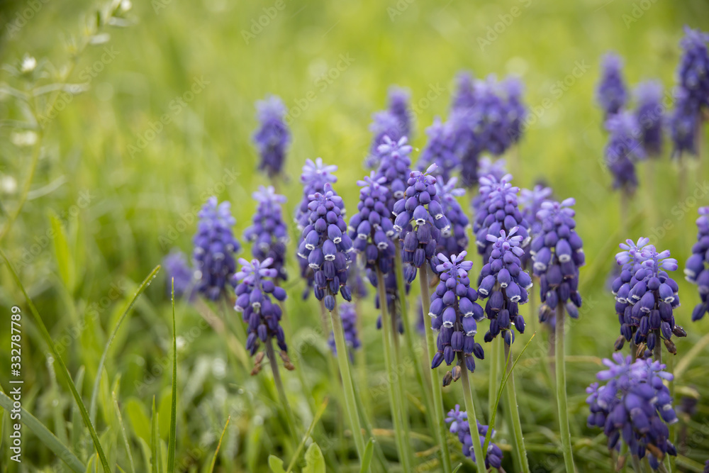 Obraz premium Grape Hyacinths in a field