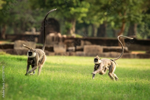 Gray langurs, sacred langurs, Indian langurs or Hanuman langurs in sacred city Anuradhapura, monkey running on grass, Sri Lanka, exotic adventure in Asia, ancient temple photo