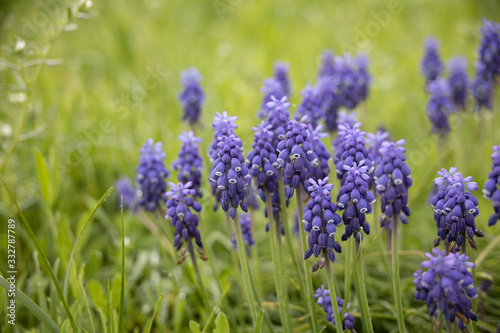 Fototapeta Naklejka Na Ścianę i Meble -  Grape Hyacinths in a field