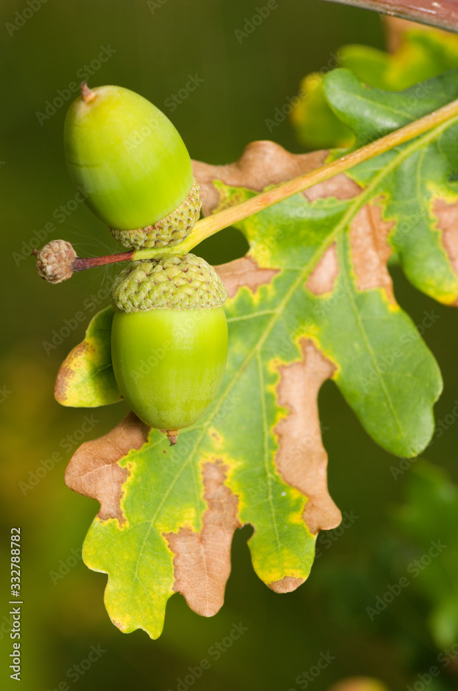 Obraz premium oak tree