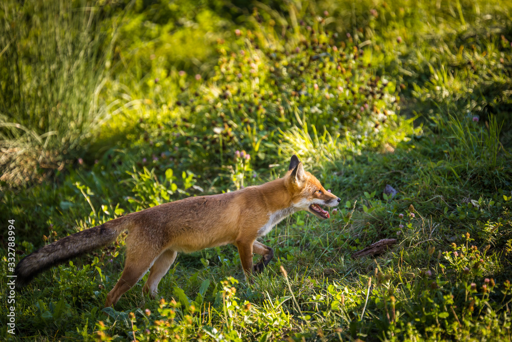 Red fox in its natural habitat - wildlife shot Red fox in its natural habitat - wildlife shot