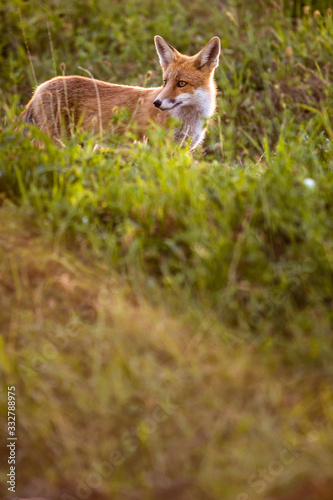 Red fox in its natural habitat - wildlife shot © lightpoet