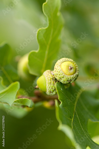 oak tree