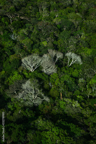 Aerial view of trees in the Amazon rainforest.