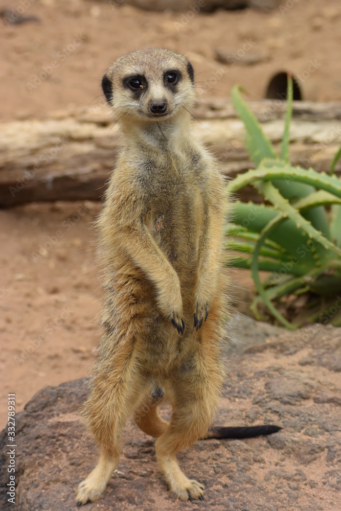 ミーアキャット。ニュージーランド、オークランドの動物園。Meerkat - Suricata suricatta standing on a stone at Auckland zoo, New Zealand ミーアキャット。ニュージーランド、オークランドの動物園。Meerkat - Suricata suricatta standing on a stone at Auckland zoo, New Zealand