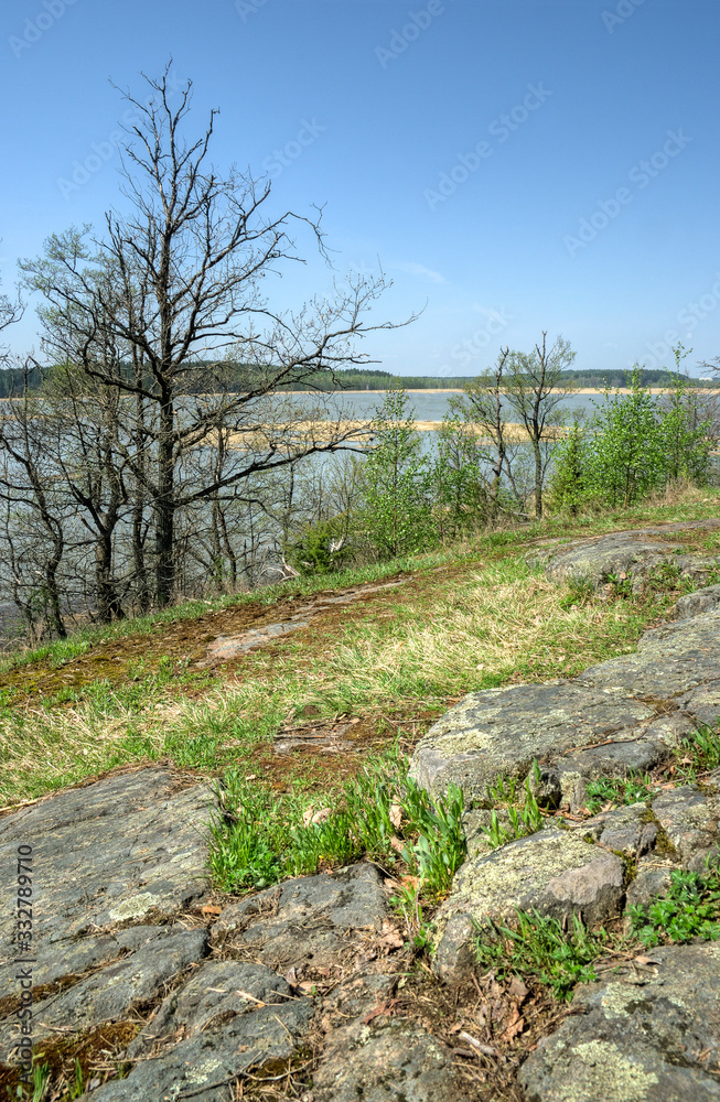 Obraz premium road in forest