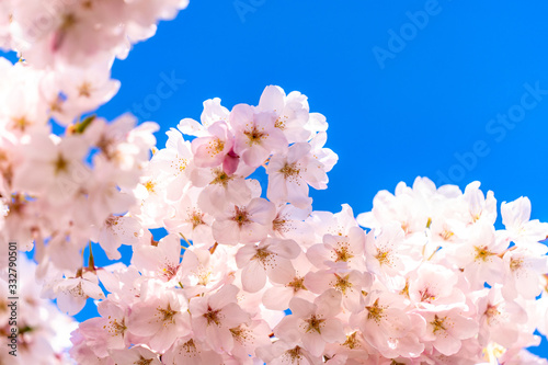 Cherry Blossoms in Portland, Oregon